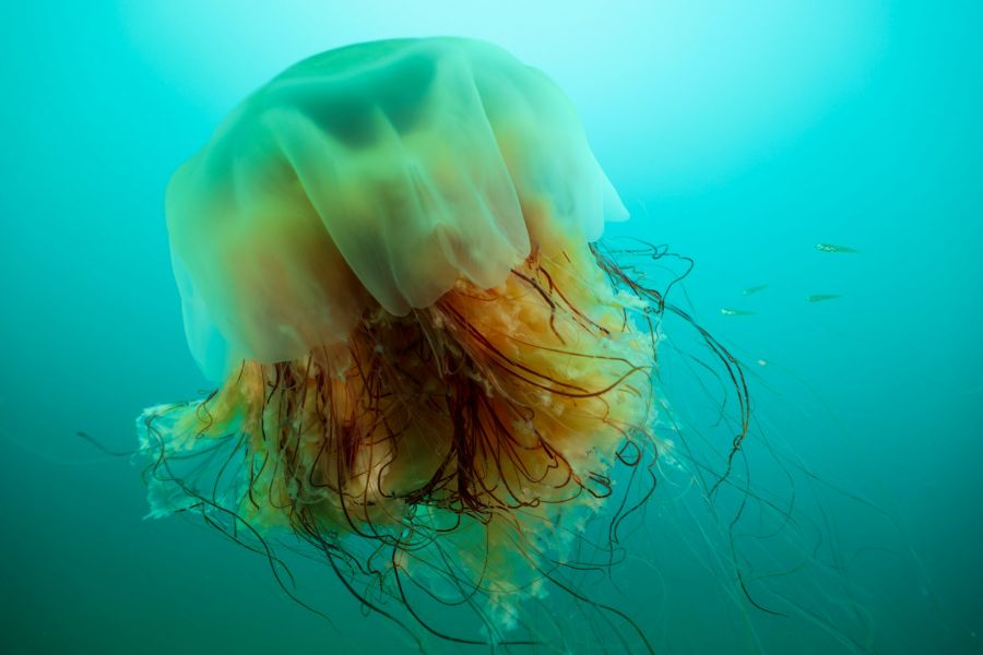 Deep sea discovery