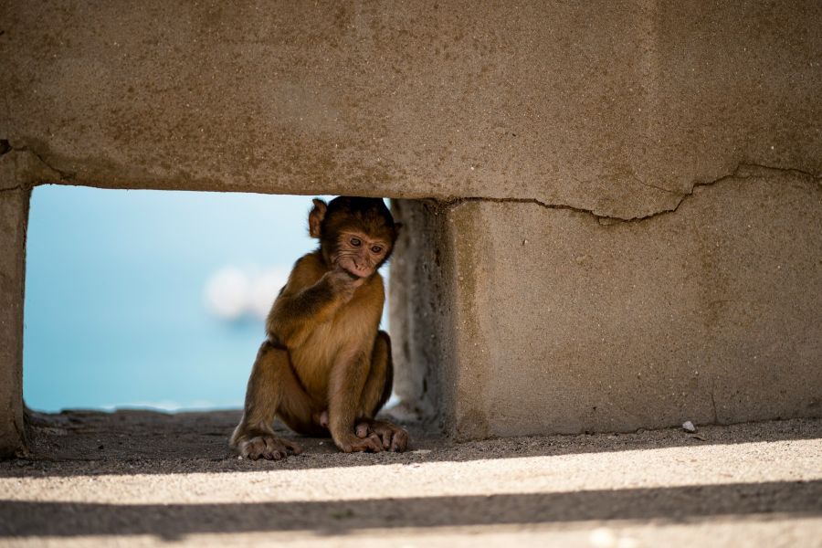 The return of monkey life
