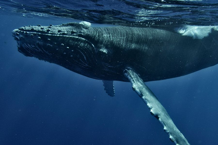 Whale culture