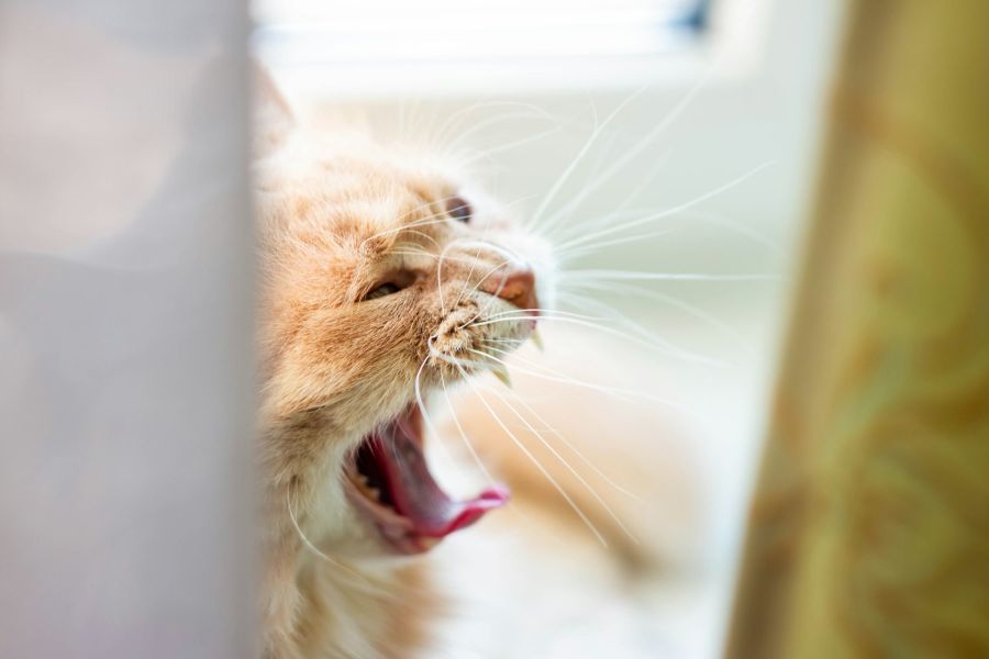 Yawning