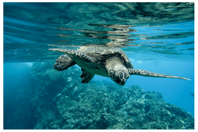 Sea Life Center - Infomation IELTS Listening Answers With Audio, Transcript, And Explanation