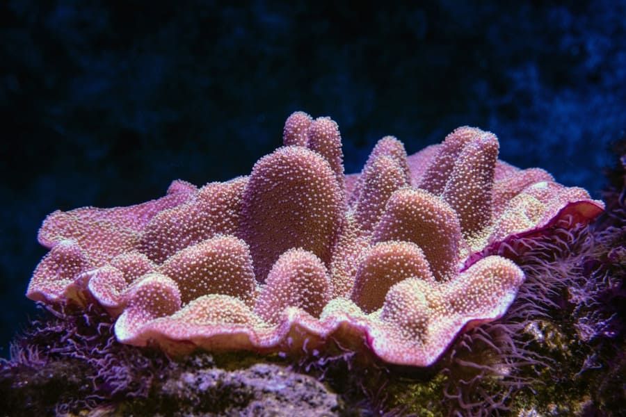 Từ Vựng Bài Đọc Can the planet's coral reefs be saved Cambridge IELTS 20 Reading Test 3 Passage 2