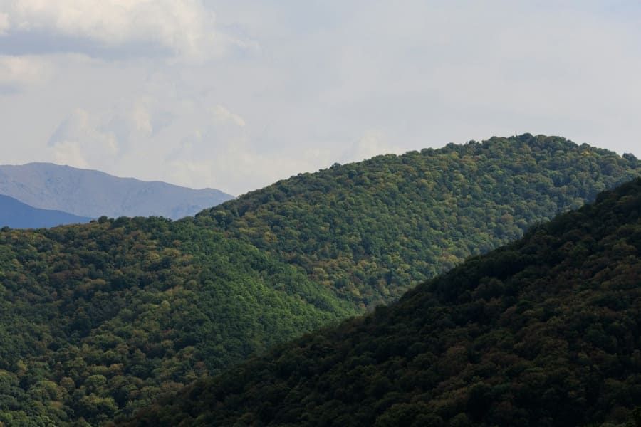 Georgia O'Keeffe IELTS Reading Answers with Explanation