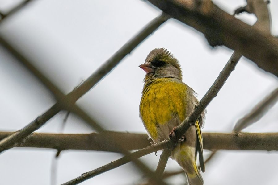 Từ Vựng Bài Nghe Research in the area around the Cheme Bird Sanctuary