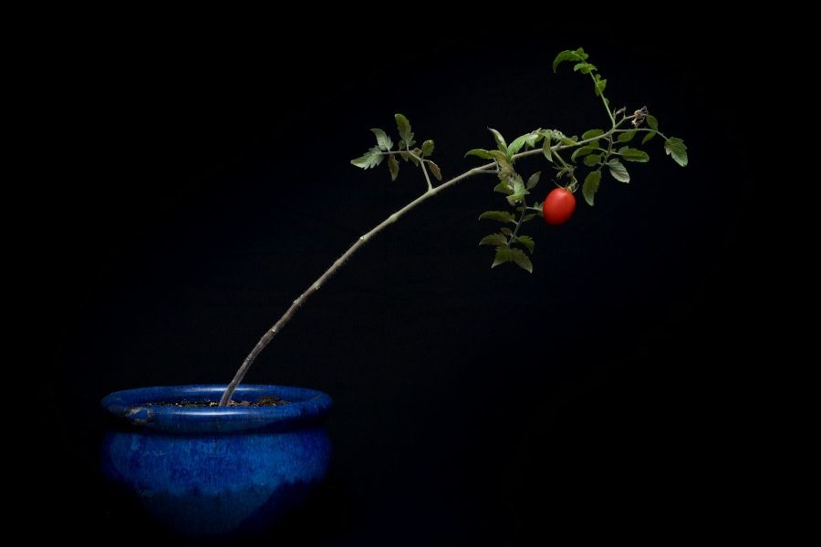 The increase in loneliness IELTS Listening Answers With Audio, Transcript, And Explanation