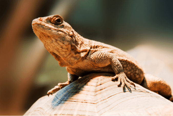 Từ Vựng Bài Nghe The Sleepy Lizard