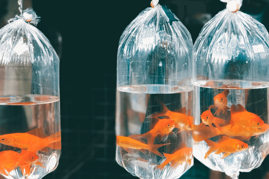 Is It Time To Halt The Rising Tide Of Plastic Packaging IELTS Reading Answers with Explanation