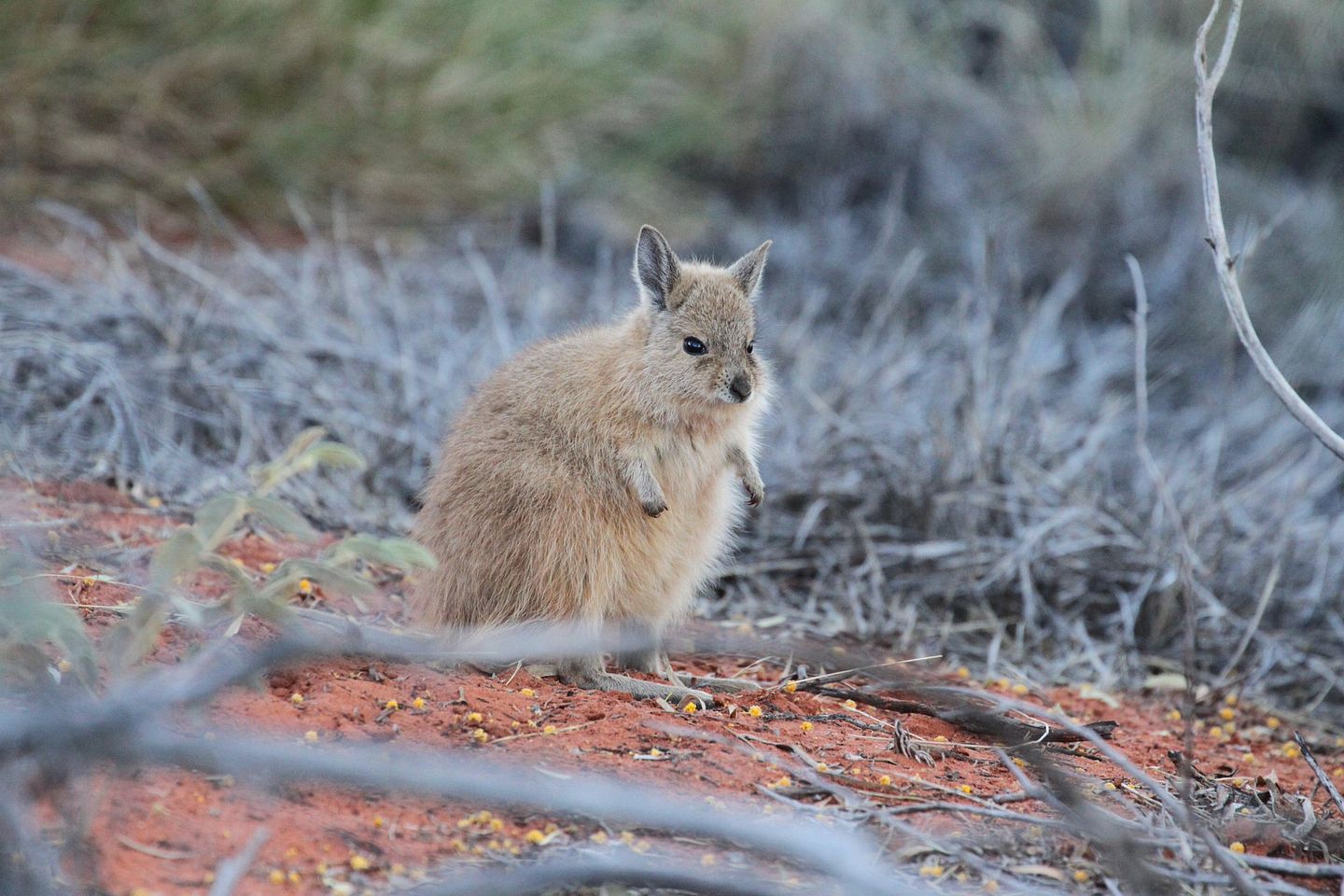 Từ Vựng Bài Đọc The Rufous Hare-Wallaby