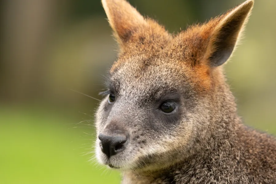 The Australian Wild Zoo IELTS Listening Answers With Audio, Transcript, And Explanation