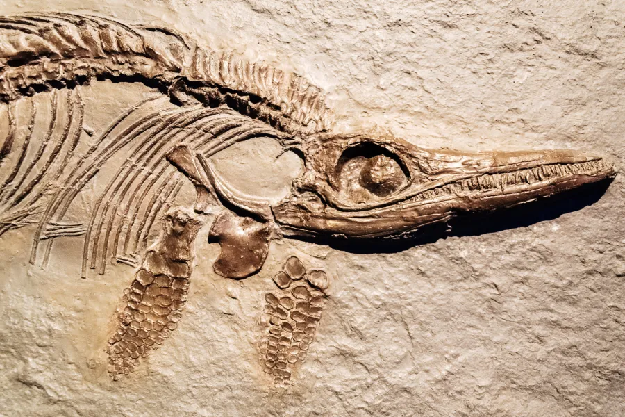 What is a dinosaur
