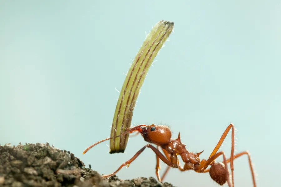 The ant and the mandarin