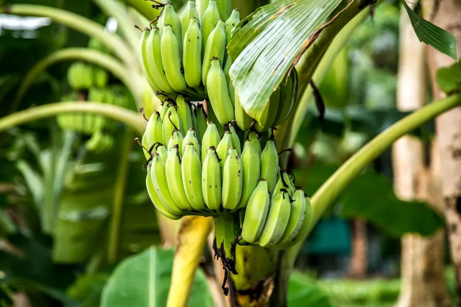 Going bananas