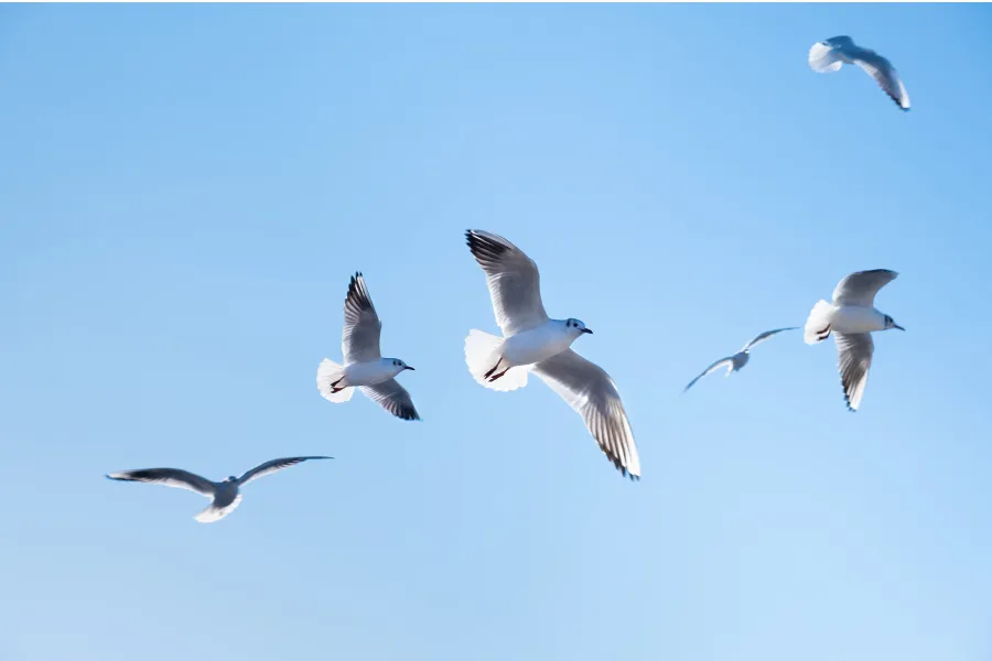 Bird migration