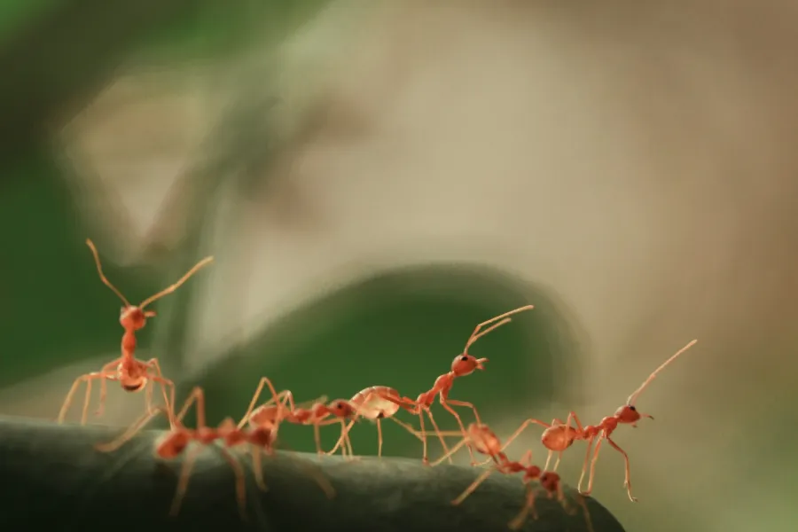 Ants Could Teach Ants IELTS Reading Answers with Explanation