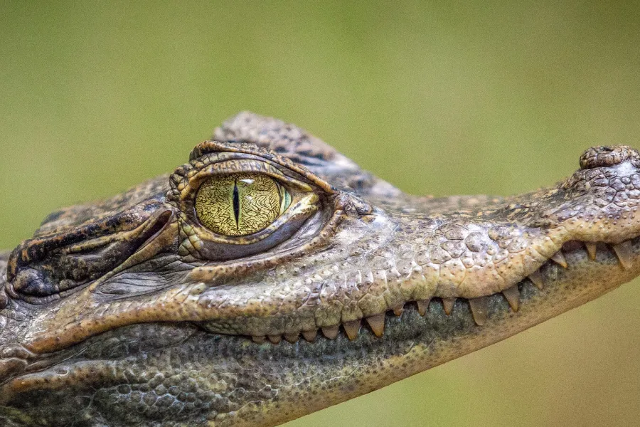 The Evolutionary Mystery- Crocodile Survives IELTS Reading Answers with Explanation