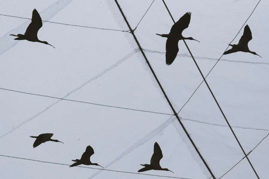 Bird migration theory - IELTS Listening with Practice test, Audio, Transcript, And Explanation