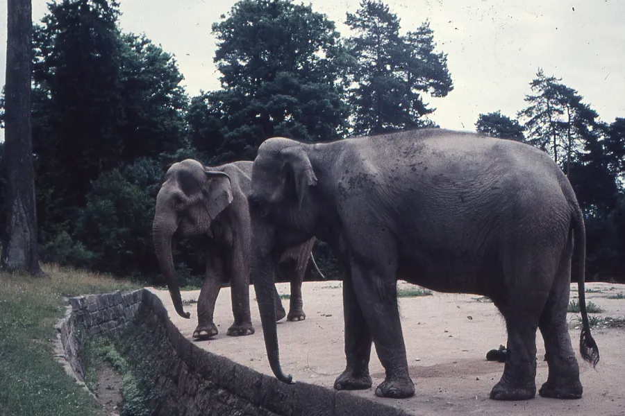 Elephant translocation - IELTS Listening with Practice test, Audio, Transcript, And Explanation