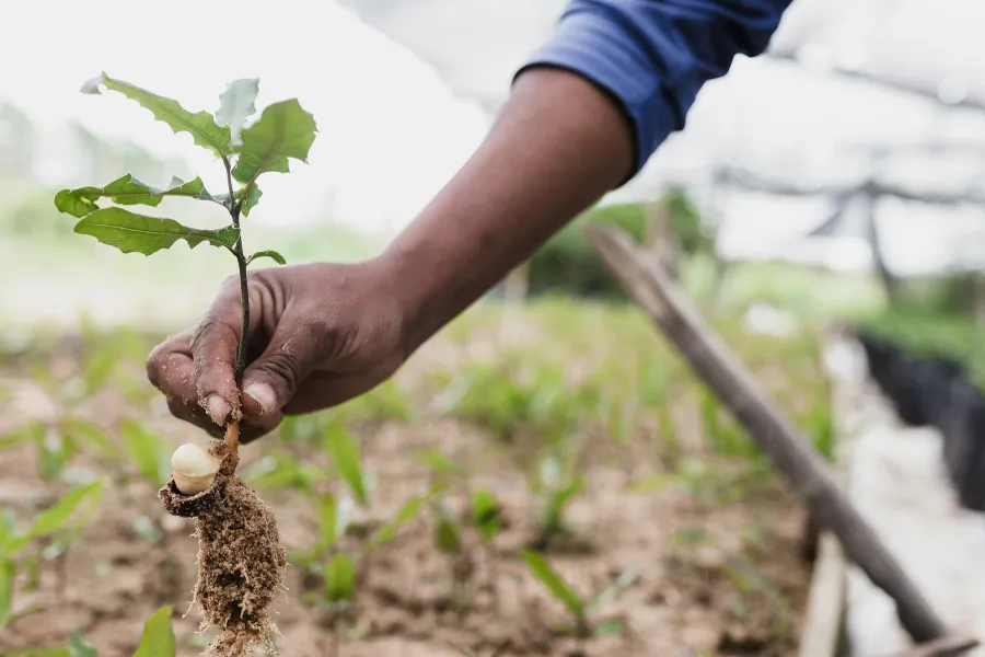 Tree planting - IELTS Listening with Practice test, Audio, Transcript, And Explanation