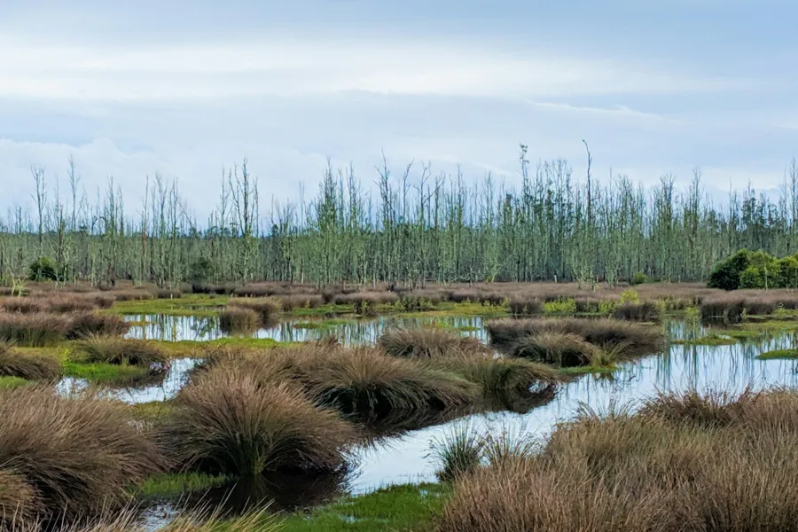 The Global Importance Of Wetlands IELTS Reading Answers with Explanation