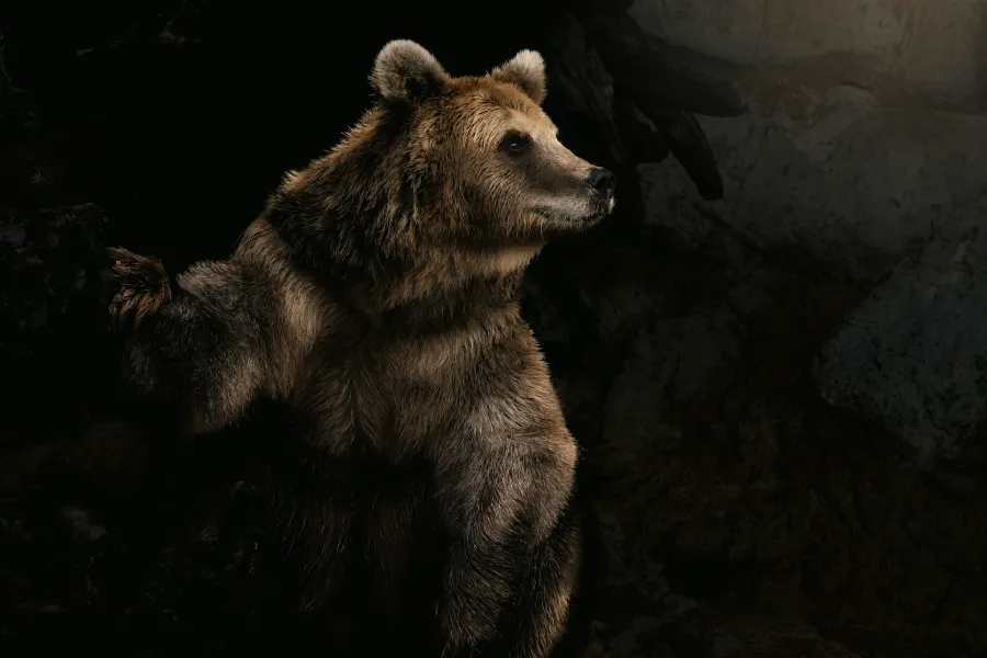 The Spirit Bear - IELTS Listening with Practice test, Audio, Transcript, And Explanation