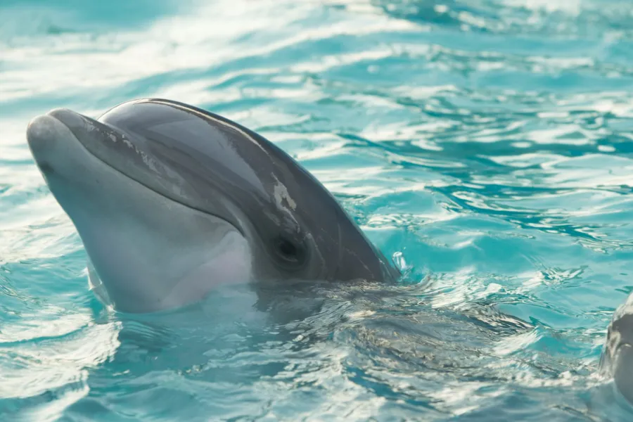 Dolphin Reservation Trust - IELTS Listening with Practice test, Audio, Transcript, And Explanation