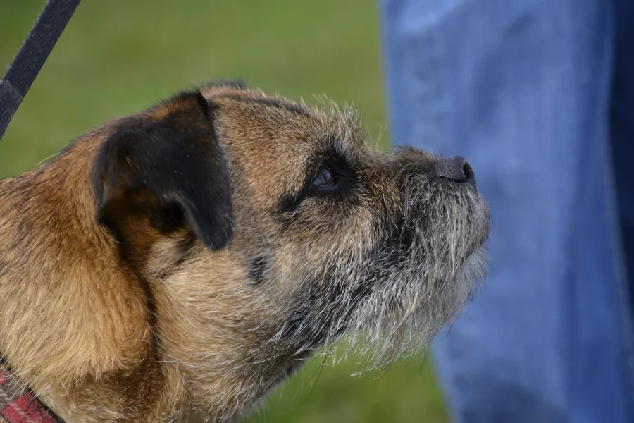 A new role for livestock guard dogs - IELTS Reading with Practice Test, Answers And Explanation