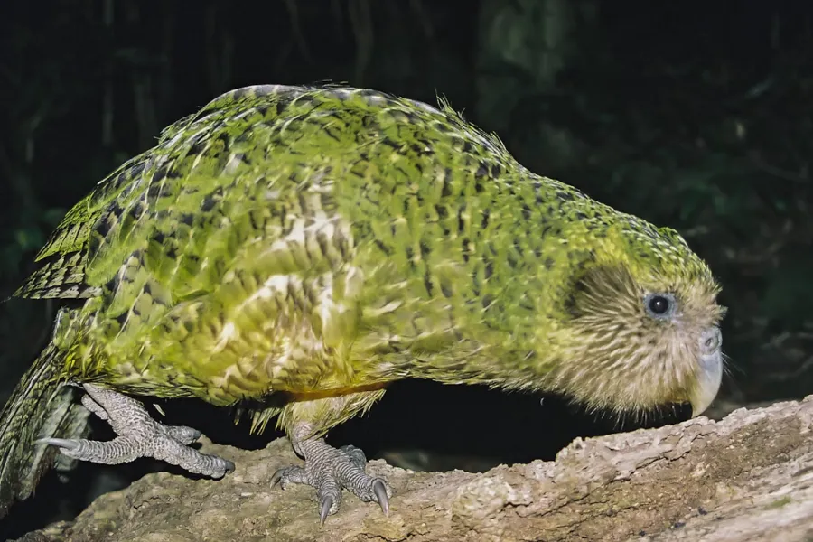 The kākāpō - IELTS Reading with Practice Test, Answers And Explanation