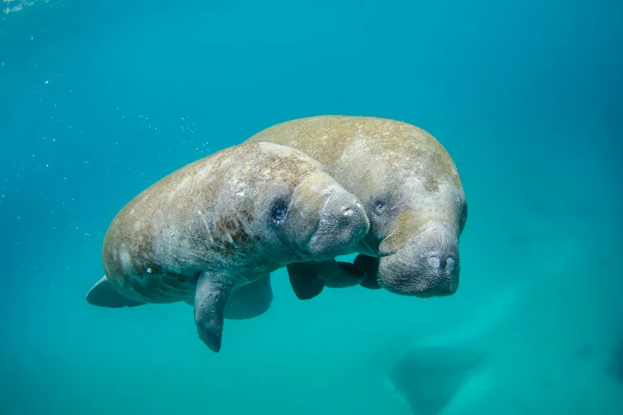 Manatees - IELTS Reading with Practice Test, Answers And Explanation