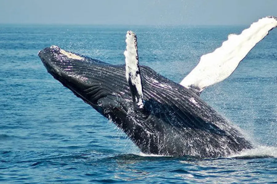 Mass stranding of whales and dolphins - IELTS Listening with Practice test, Audio, Transcript, And Explanation