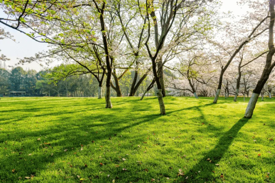 Parks & open spaces - IELTS Listening with Practice test, Audio, Transcript, And Explanation