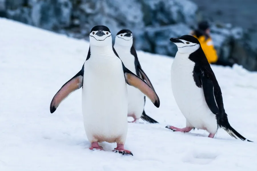 Penguins