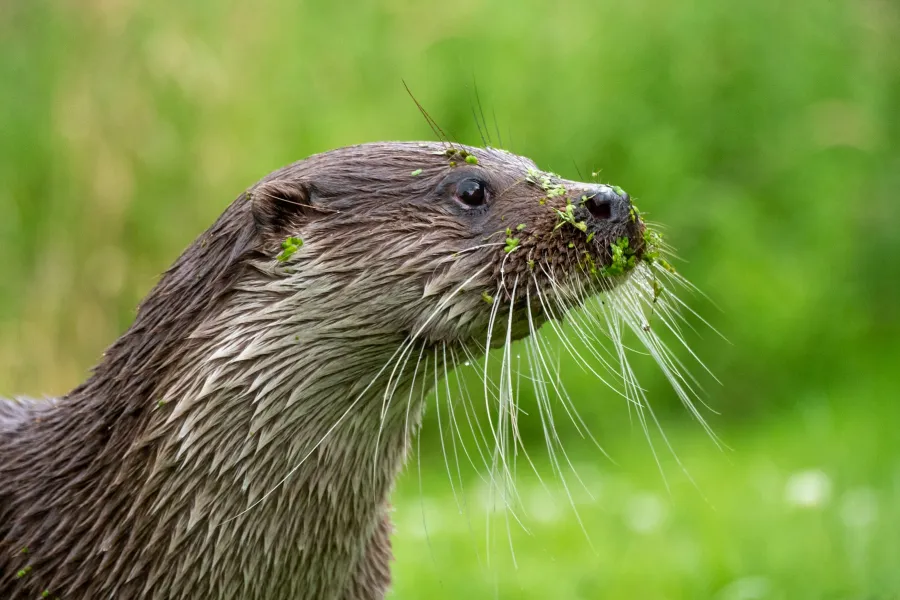 Reintroducing the Beaver Population to Britain