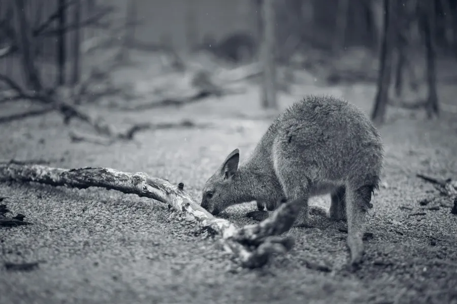Extinction of Australian species