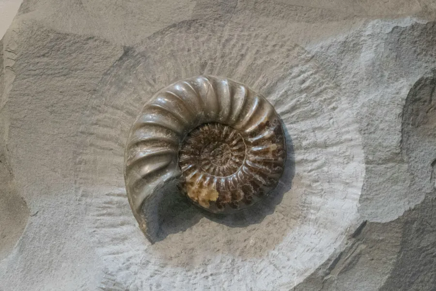 Study of fossil park