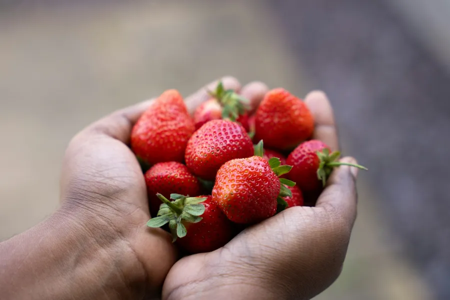 Talk to new employees at a strawberry farm
