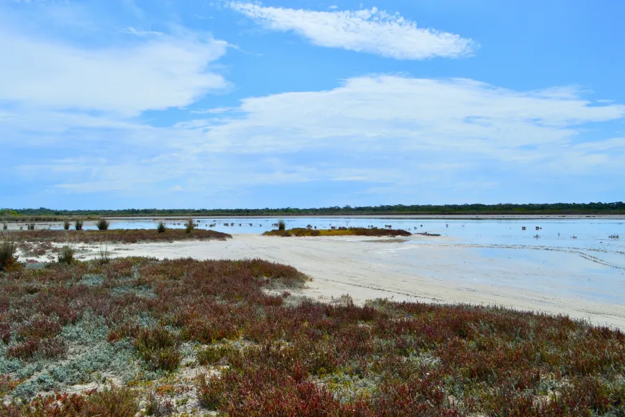 American Salt Marshes