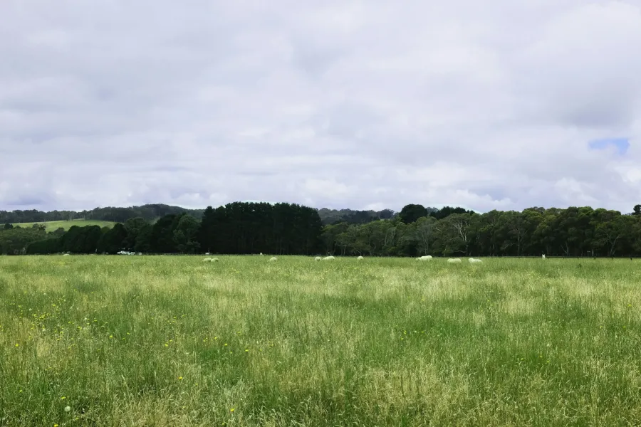 Ceide fields