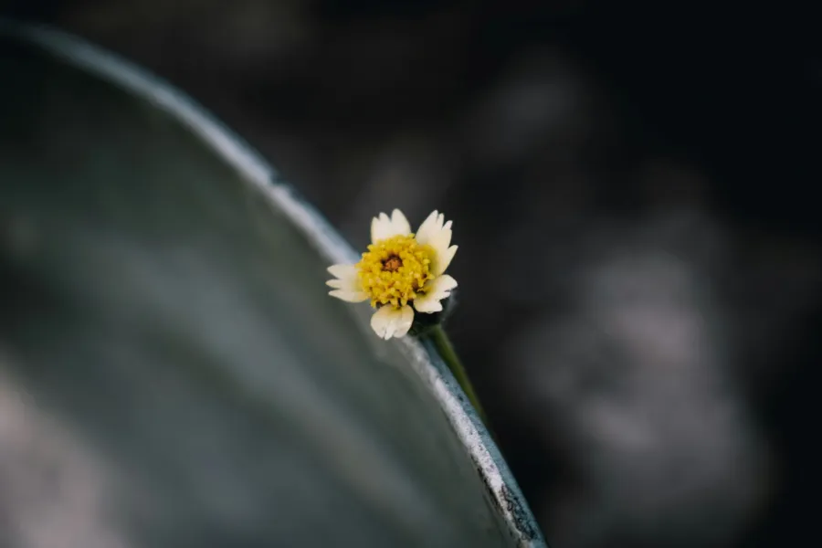 The need to belong