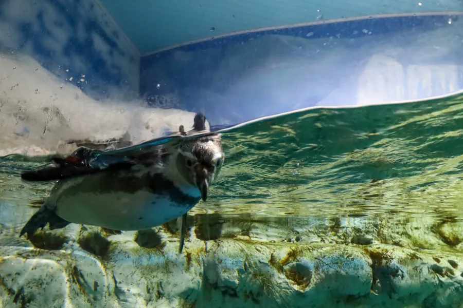 Marine mammals exhibit their ingenuity