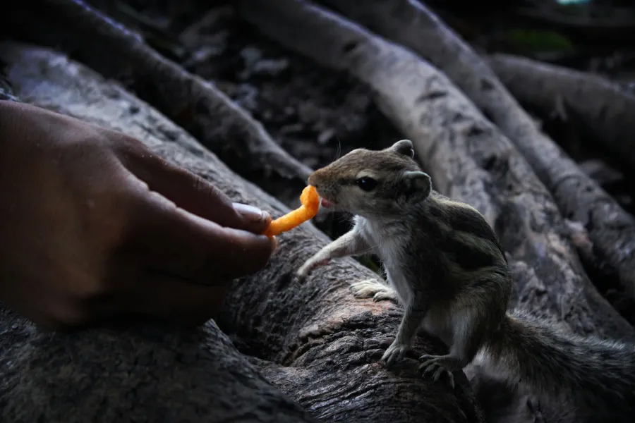 Feeding the world