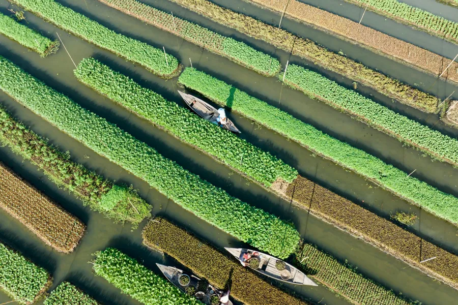 The global effect of food systems