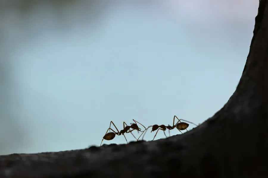 The fascinating world of attine ants - IELTS Reading with Practice Test, Answers And Explanation