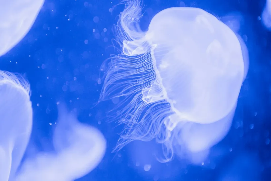 Jellyfish: a remarkable marine life form - IELTS Reading with Practice Test, Answers And Explanation
