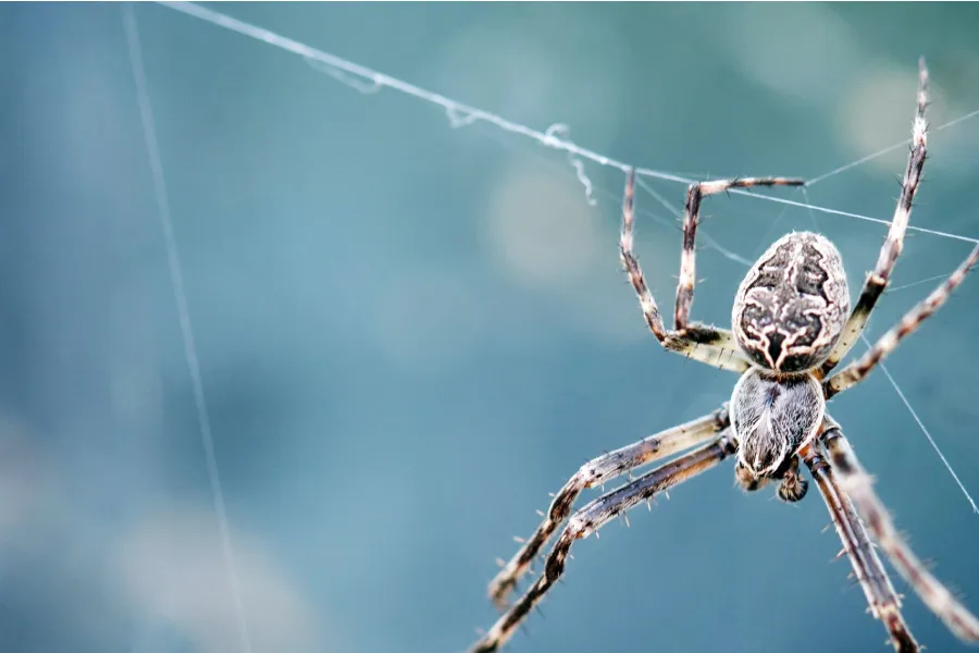 Exotic pests - IELTS Listening with with Practice test, Audio, Transcript, And Explanation