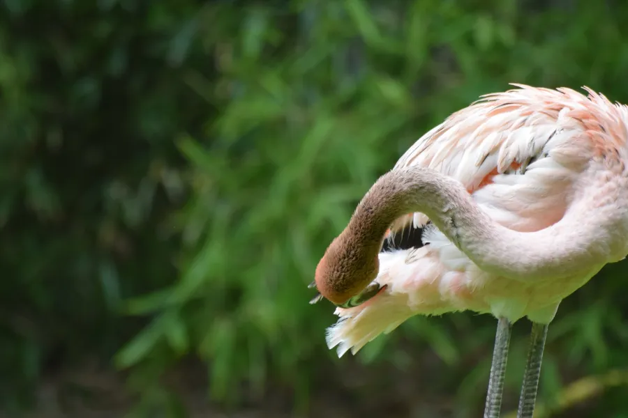 Pinder’s Animal Park - IELTS Listening with with Practice test, Audio, Transcript, And Explanation