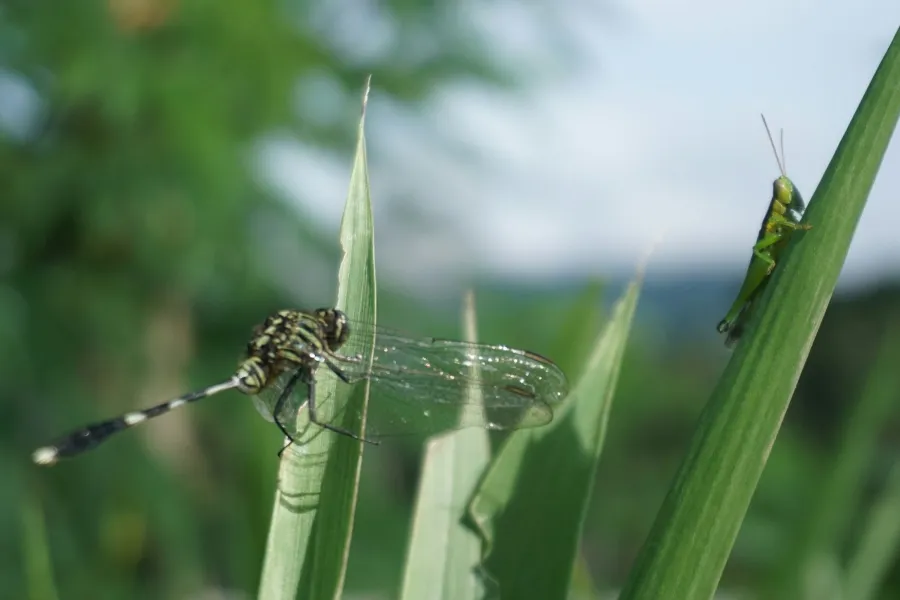 Insect decision-making