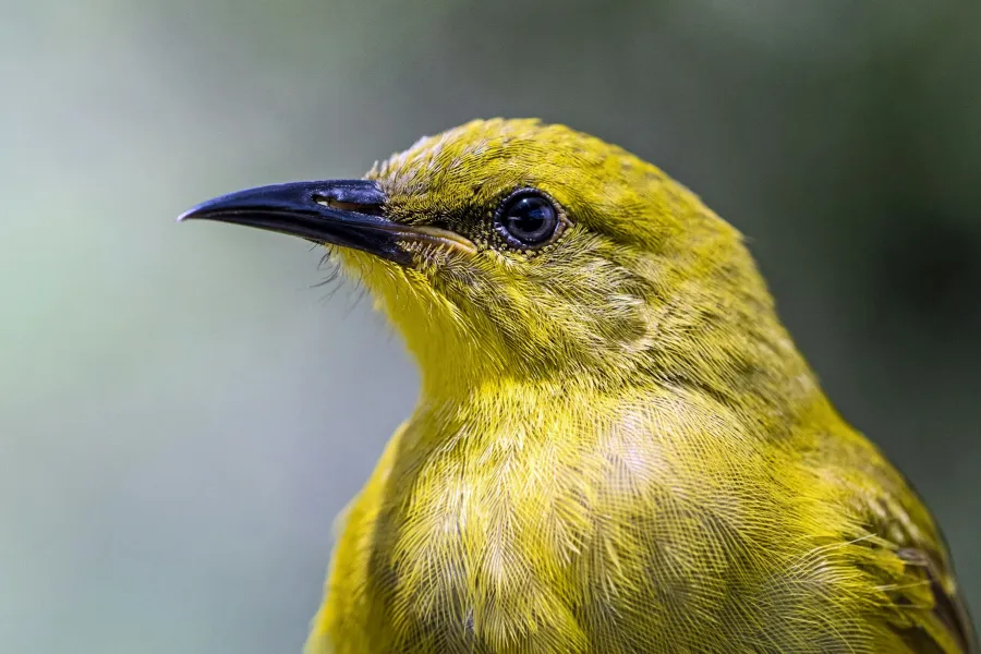 Research on birds in Australia