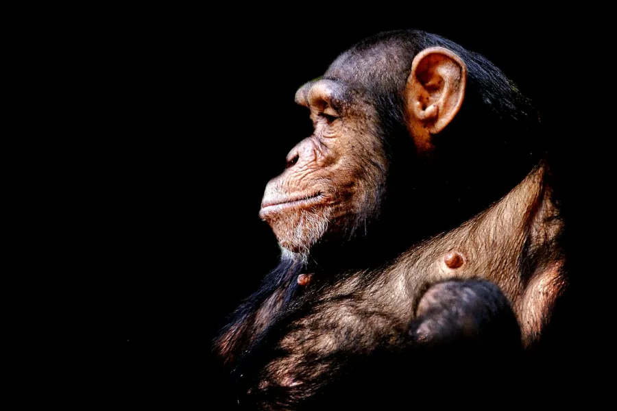 Charles Darwin and evolutionary psychology