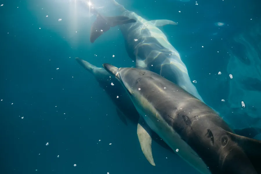 New Zealand Dolphins