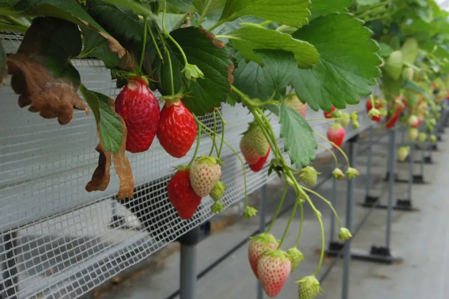 Orientation Talk at a Strawberry Farm